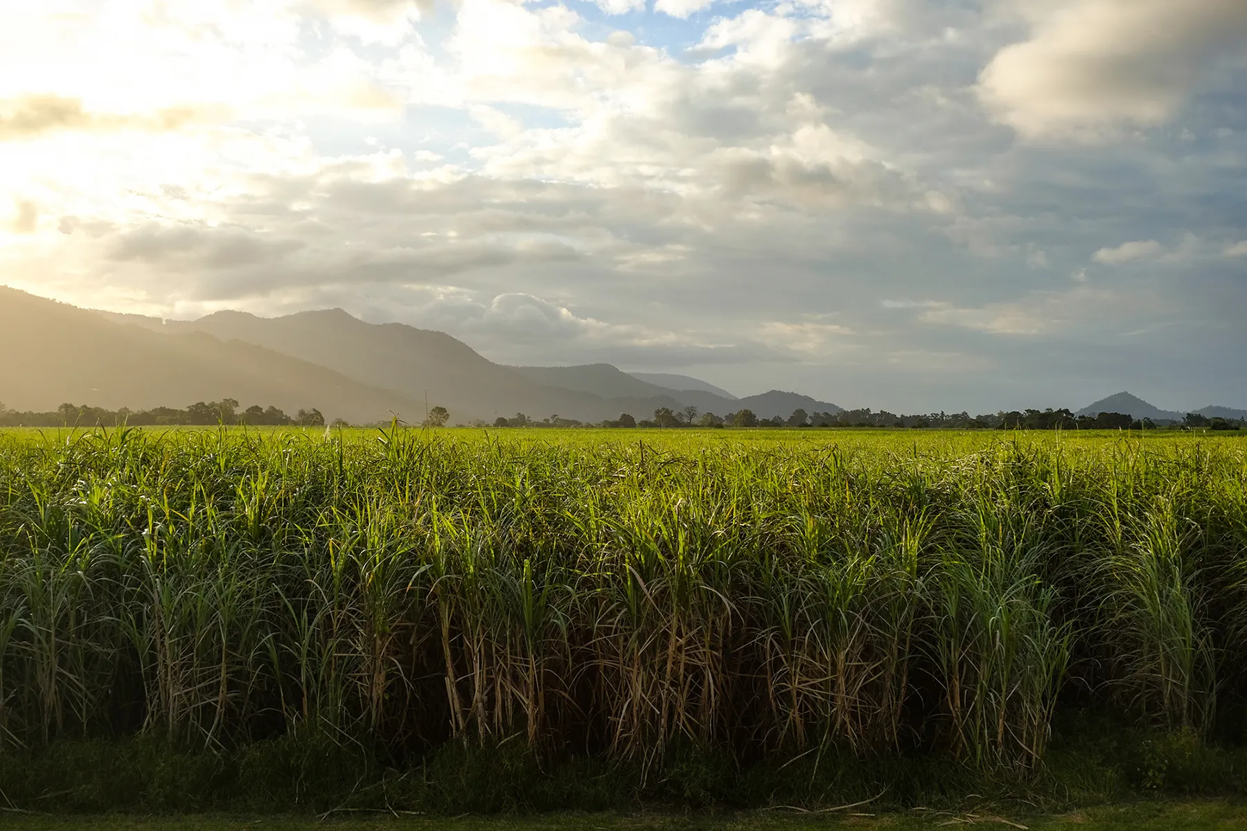 Cane fields in North Queensland with mountains in the distance taken at golden hour